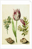 Tulip, two Branches of Myrtle and two Shells, c.1700 by Maria Sibylla Graff Merian