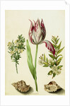 Tulip, two Branches of Myrtle and two Shells, c.1700 by Maria Sibylla Graff Merian