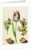 Tulip, two Branches of Myrtle and two Shells, c.1700 by Maria Sibylla Graff Merian