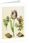 Tulip, two Branches of Myrtle and two Shells, c.1700 by Maria Sibylla Graff Merian