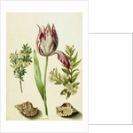 Tulip, two Branches of Myrtle and two Shells, c.1700 by Maria Sibylla Graff Merian