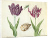 Two Tulips, a shell and a grasshopper, 1637-45 by Jacob Marrel