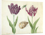 Two Tulips, a shell and a grasshopper, 1637-45 by Jacob Marrel