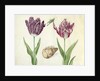 Two Tulips, a shell and a grasshopper, 1637-45 by Jacob Marrel