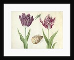 Two Tulips, a shell and a grasshopper, 1637-45 by Jacob Marrel