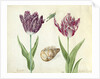 Two Tulips, a shell and a grasshopper, 1637-45 by Jacob Marrel