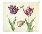 Two Tulips, a shell and a grasshopper, 1637-45 by Jacob Marrel