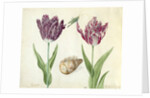 Two Tulips, a shell and a grasshopper, 1637-45 by Jacob Marrel
