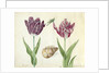 Two Tulips, a shell and a grasshopper, 1637-45 by Jacob Marrel