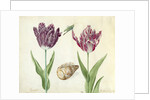 Two Tulips, a shell and a grasshopper, 1637-45 by Jacob Marrel