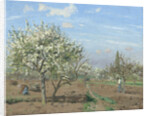 Orchard in Bloom, Louveciennes, 1872 by Camille Pissarro