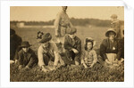 Annette Roy said to be 7 and Napoleon Ruel said to be 9 picking cranberries at Smart's Bog, South Carver, Massachusetts, 1911 by Lewis Wickes Hine