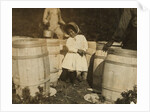 Mary Christmas, only 3, made to pick cranberries spilt at the barrels by her grandfather, Week's Bog, Falmouth, Massachusetts, 1911 by Lewis Wickes Hine