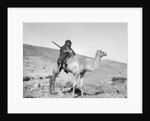 Bedouin riding a camel, c.1936 by Anonymous