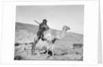 Bedouin riding a camel, c.1936 by Anonymous