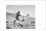 Bedouin riding a camel, c.1936 by Anonymous