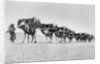 Camel caravan of pilgrims to Mecca, c.1910 by Anonymous
