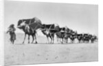 Camel caravan of pilgrims to Mecca, c.1910 by Anonymous