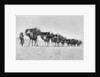 Camel caravan of pilgrims to Mecca, c.1910 by Anonymous