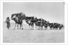 Camel caravan of pilgrims to Mecca, c.1910 by Anonymous