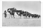 Camel caravan of pilgrims to Mecca, c.1910 by Anonymous