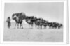 Camel caravan of pilgrims to Mecca, c.1910 by Anonymous