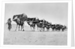 Camel caravan of pilgrims to Mecca, c.1910 by Anonymous