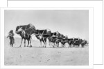 Camel caravan of pilgrims to Mecca, c.1910 by Anonymous