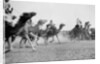 A camel race in full stride, Beersheba Race Meeting, Israel, 4th May 1940 by Anonymous