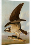 Osprey and Weakfish, 1829 by John James Audubon