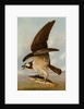 Osprey and Weakfish, 1829 by John James Audubon