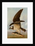 Osprey and Weakfish, 1829 by John James Audubon