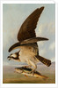 Osprey and Weakfish, 1829 by John James Audubon