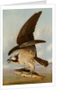 Osprey and Weakfish, 1829 by John James Audubon