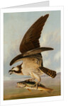 Osprey and Weakfish, 1829 by John James Audubon