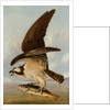 Osprey and Weakfish, 1829 by John James Audubon
