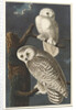 Snowy Owl, 1831 by John James (after) Audubon