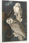 Snowy Owl, 1831 by John James (after) Audubon