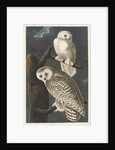 Snowy Owl, 1831 by John James (after) Audubon