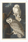 Snowy Owl, 1831 by John James (after) Audubon