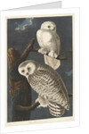 Snowy Owl, 1831 by John James (after) Audubon
