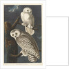 Snowy Owl, 1831 by John James (after) Audubon