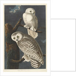 Snowy Owl, 1831 by John James (after) Audubon