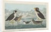 Black-throated Guillemot, Nobbed-billed Auk, Curled-Crested Auk and Horned-billed Guillemot 1838 by John James (after) Audubon