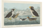 Black-throated Guillemot, Nobbed-billed Auk, Curled-Crested Auk and Horned-billed Guillemot 1838 by John James (after) Audubon