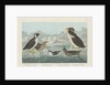 Black-throated Guillemot, Nobbed-billed Auk, Curled-Crested Auk and Horned-billed Guillemot 1838 by John James (after) Audubon