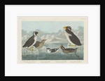 Black-throated Guillemot, Nobbed-billed Auk, Curled-Crested Auk and Horned-billed Guillemot 1838 by John James (after) Audubon