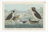 Black-throated Guillemot, Nobbed-billed Auk, Curled-Crested Auk and Horned-billed Guillemot 1838 by John James (after) Audubon
