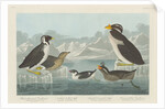 Black-throated Guillemot, Nobbed-billed Auk, Curled-Crested Auk and Horned-billed Guillemot 1838 by John James (after) Audubon