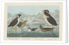 Black-throated Guillemot, Nobbed-billed Auk, Curled-Crested Auk and Horned-billed Guillemot 1838 by John James (after) Audubon